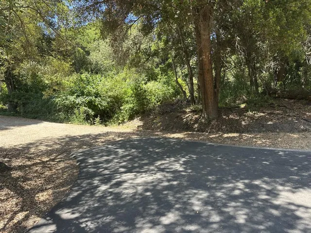 a view of a yard with plants and trees