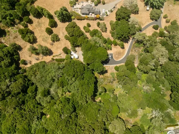 a close up of a plant in a garden