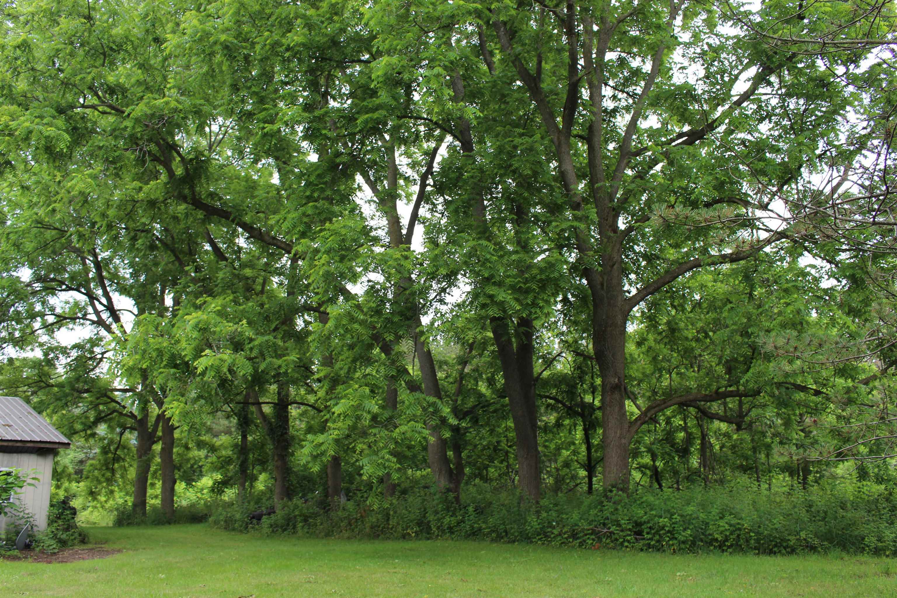 10190 Jeddo Road Avoca, MI 48006 - Photo 62 of 68 black walnut trees