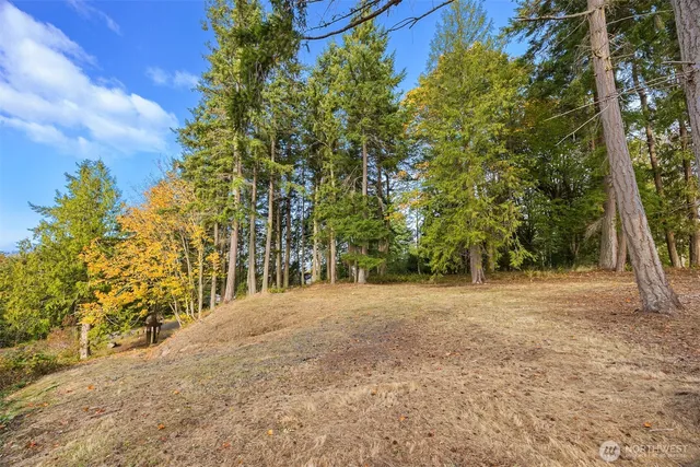 a big yard with large trees