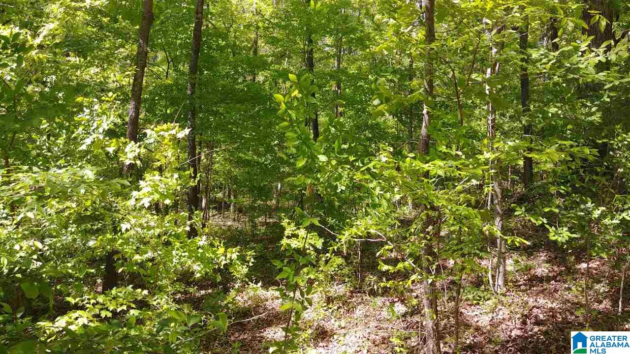 0 Funderburg Bend Road Pell City, AL 35128 - Photo 2 of 3