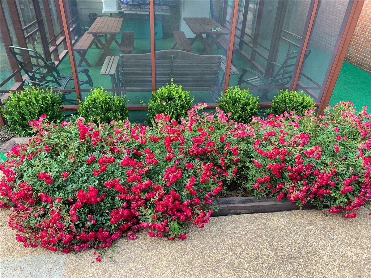 2587 McVay Road Memphis, TN 38119 - Photo 33 of 35 Photo taken in the spring when in full bloom.