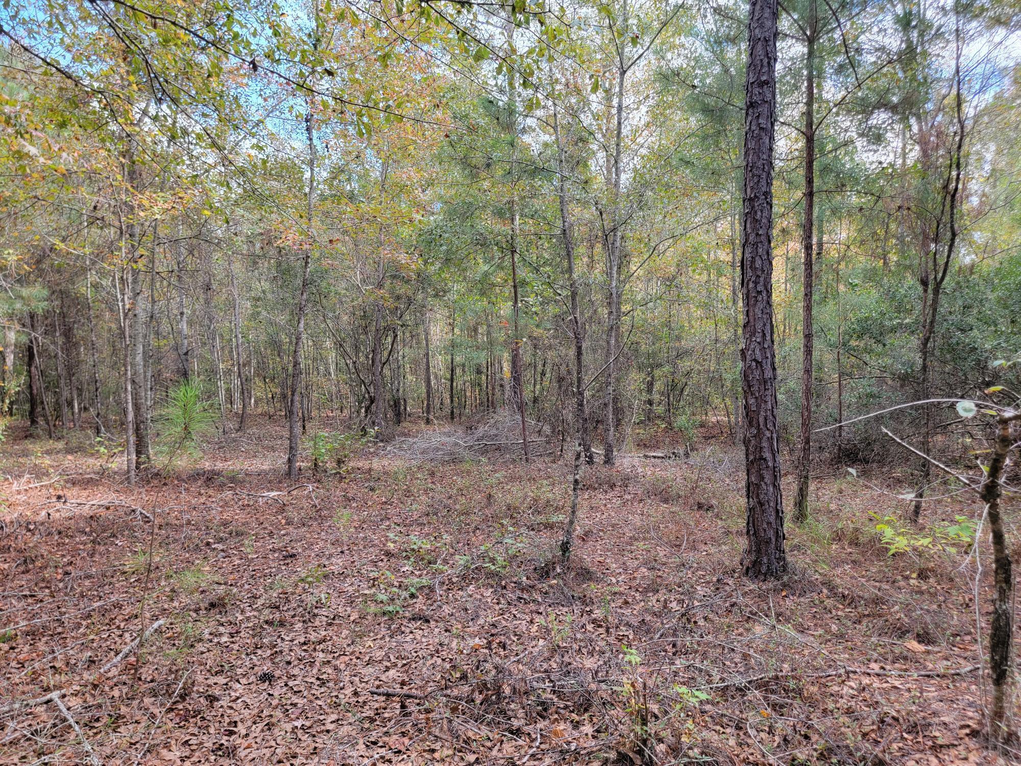 0 Hannah Road Chester, GA 31012 - Photo 17 of 59 20231026_130640