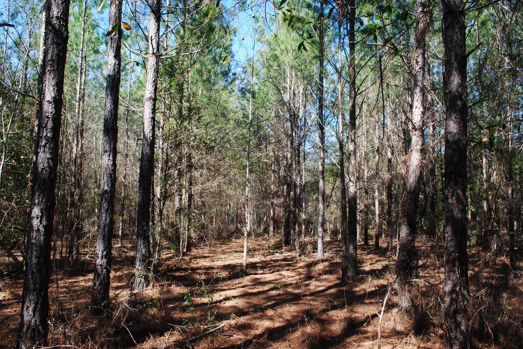 0 Hannah Road Chester, GA 31012 - Photo 21 of 59 DSC_0714 (1024x685)
