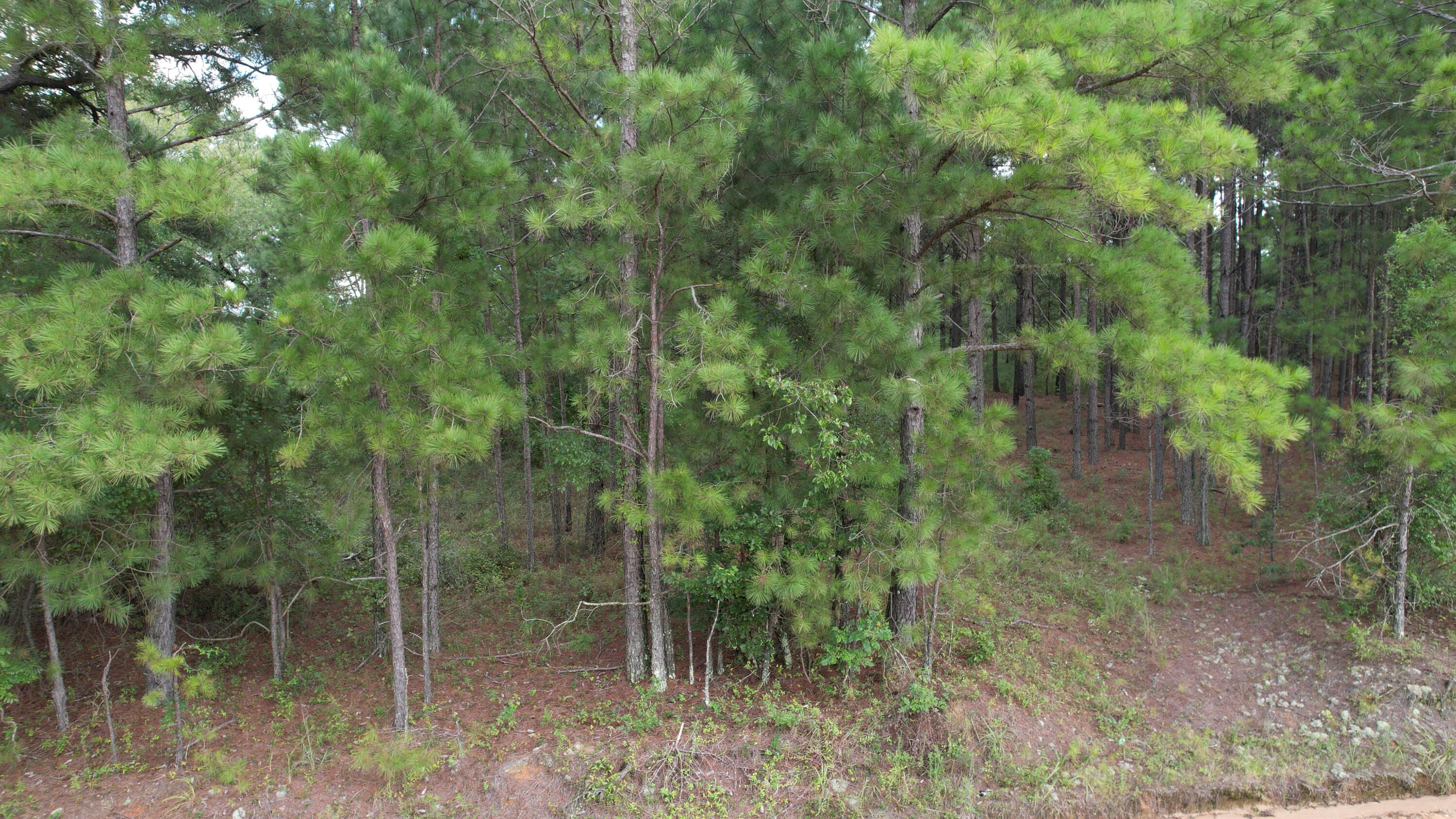 0 Hannah Road Chester, GA 31012 - Photo 51 of 59 DJI_0739