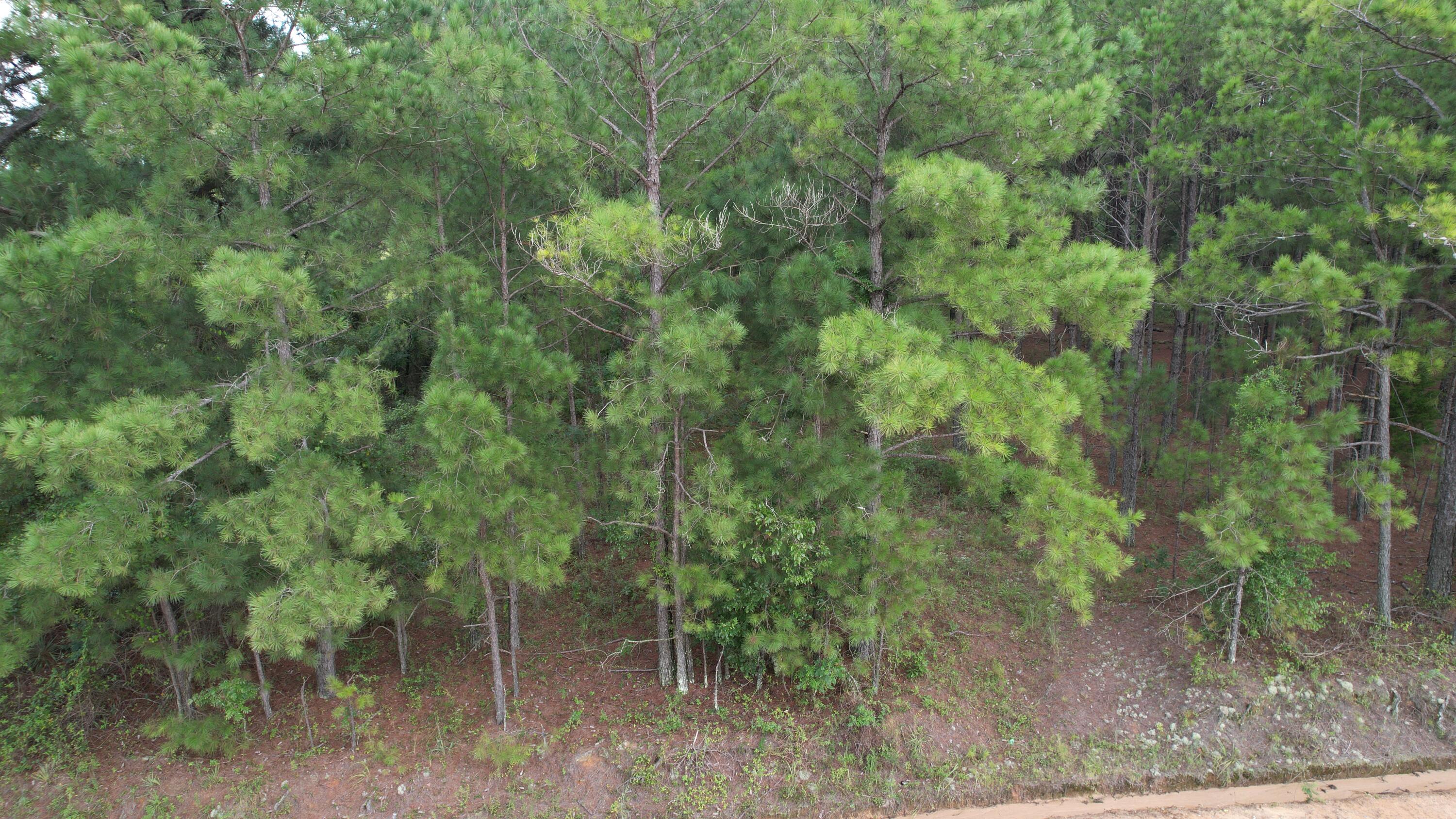0 Hannah Road Chester, GA 31012 - Photo 7 of 59 DJI_0741