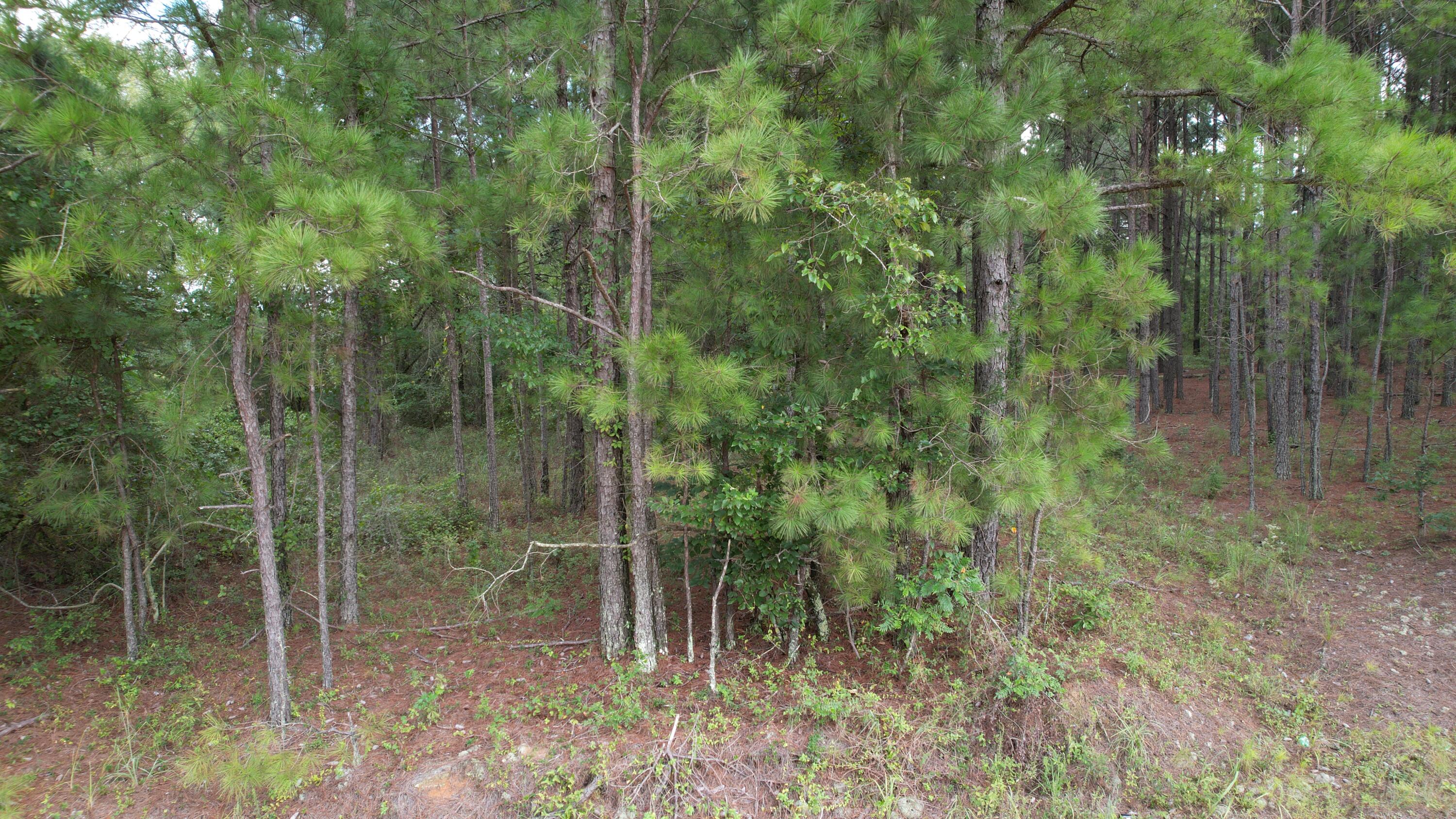 0 Hannah Road Chester, GA 31012 - Photo 8 of 59 DJI_0738