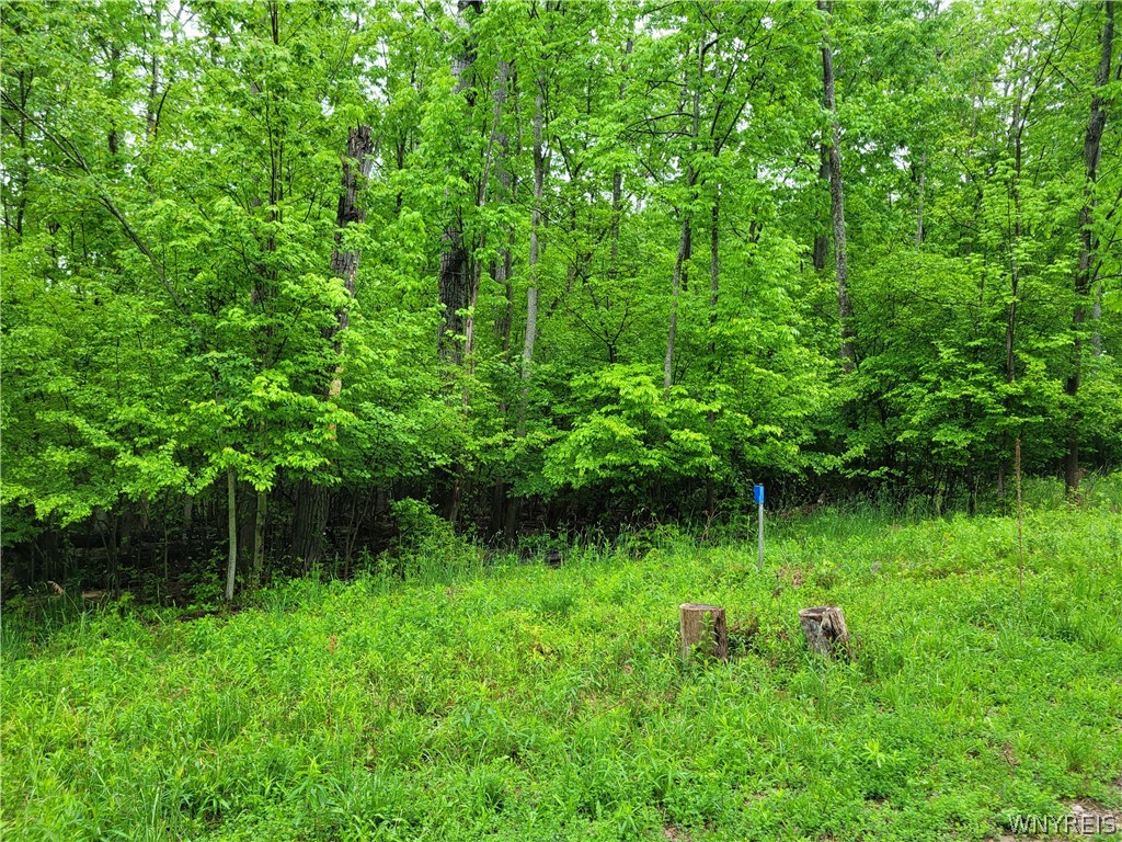 0 County Road 24 Swain, NY 14884 - Photo 3 of 7