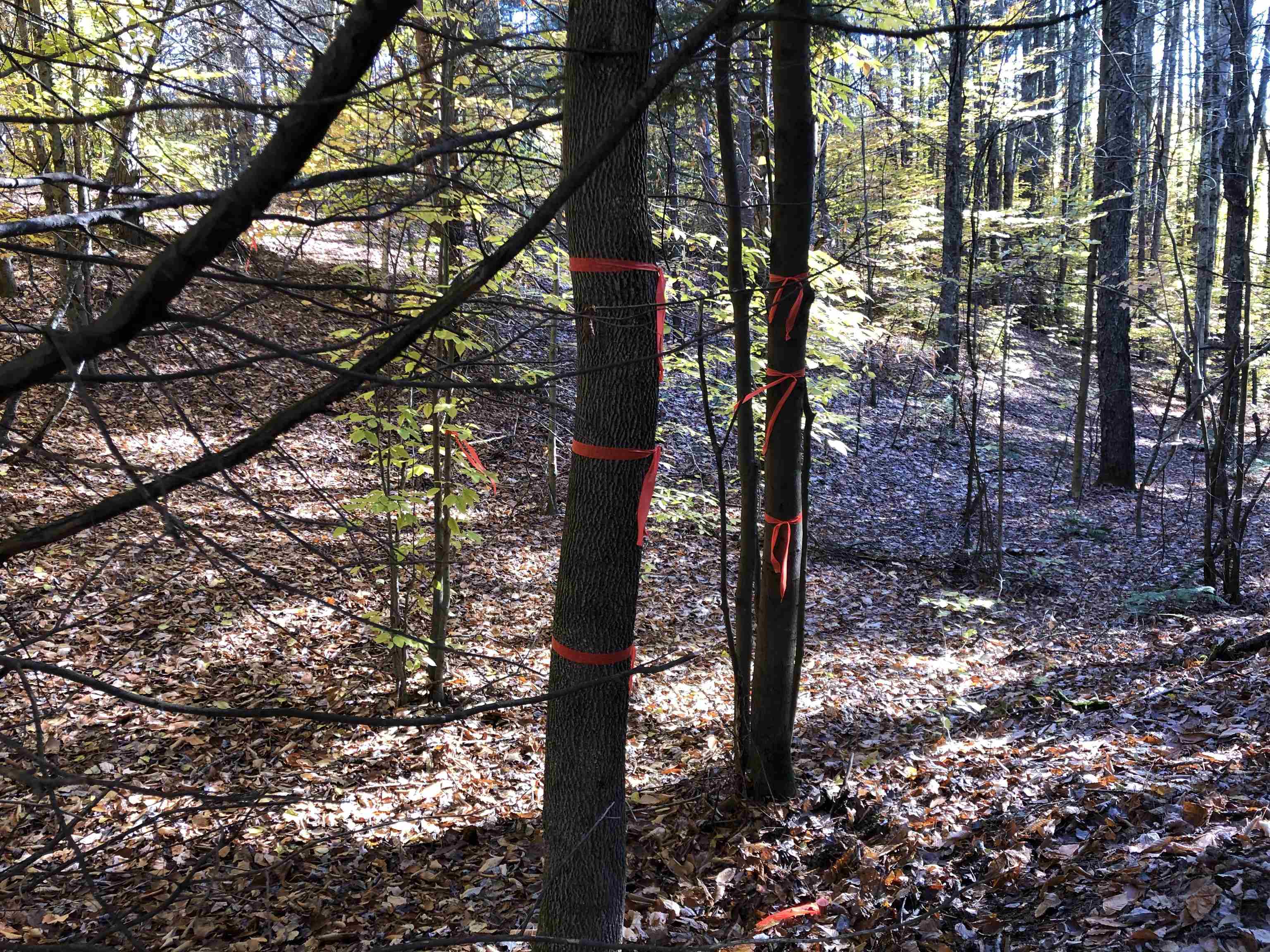 Tbd Lapland Road Waterville, VT 05492 - Photo 3 of 15