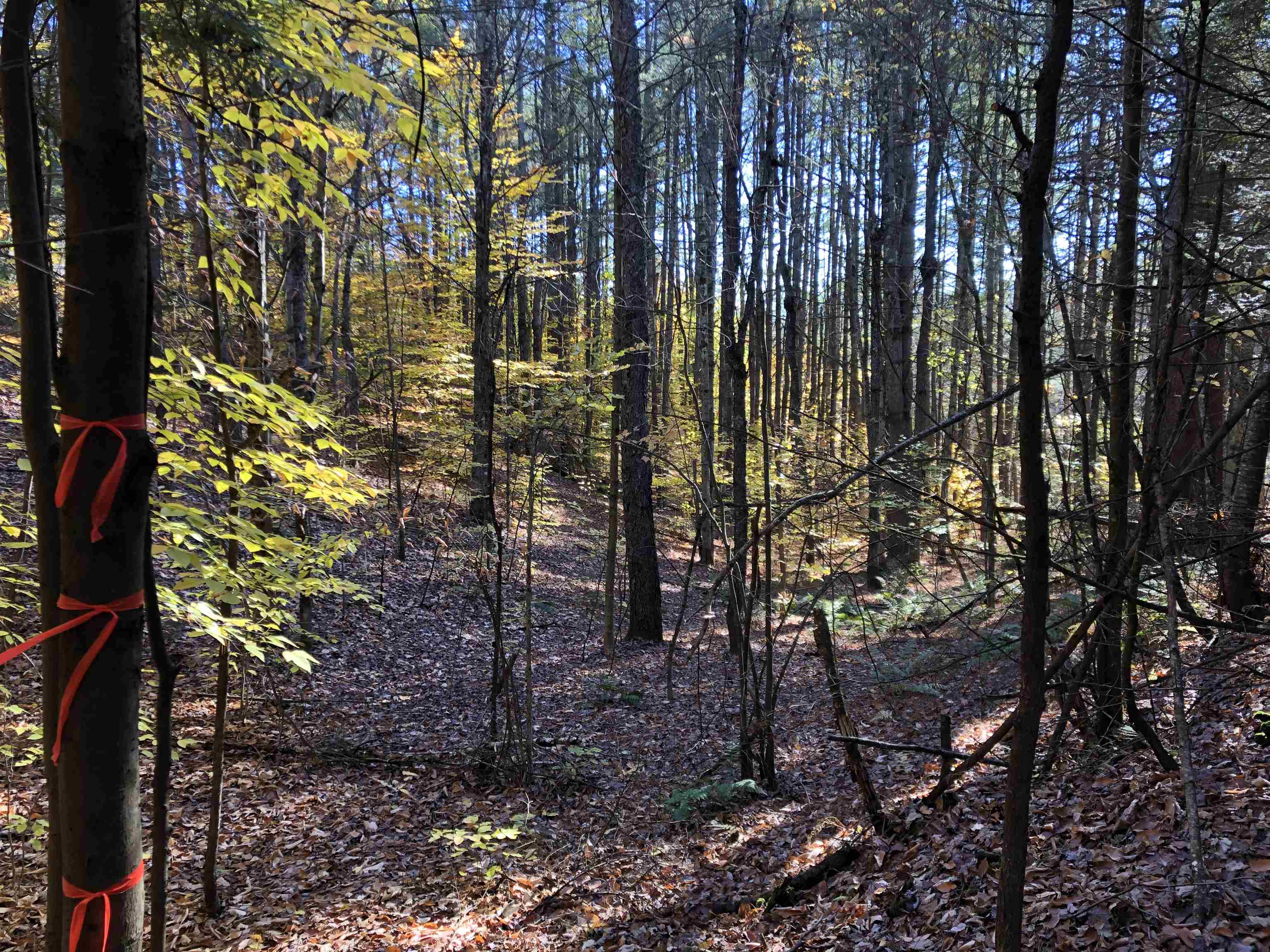 Tbd Lapland Road Waterville, VT 05492 - Photo 4 of 15