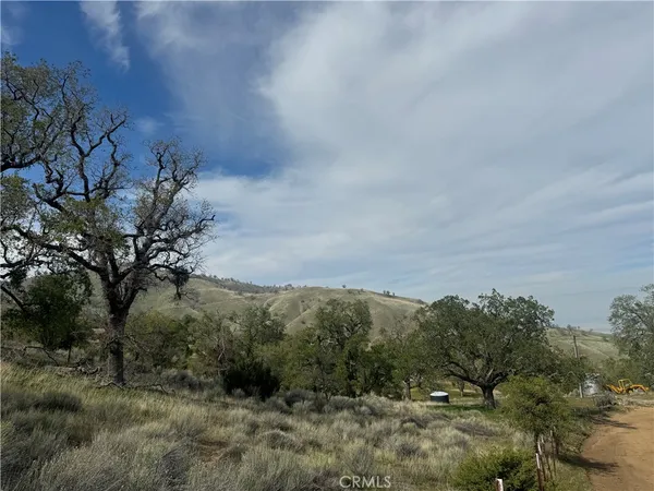 a view of a forest with trees in the background