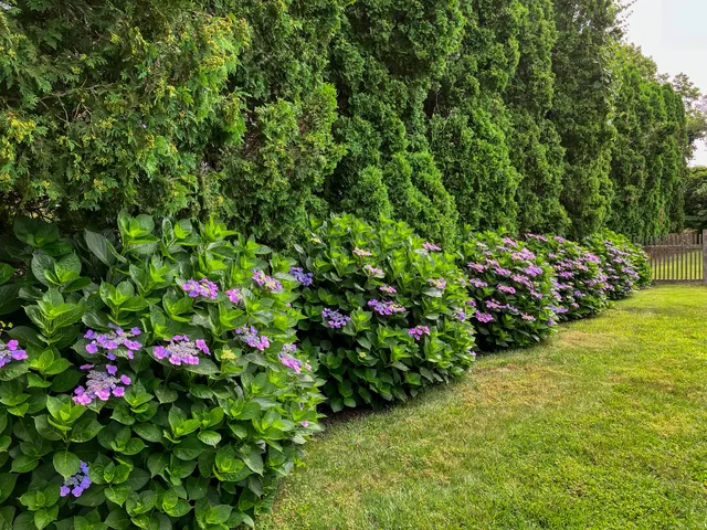 a view of a flower in a garden