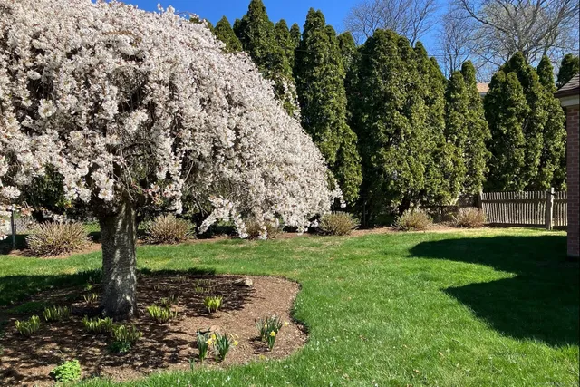 a green field with lots of trees