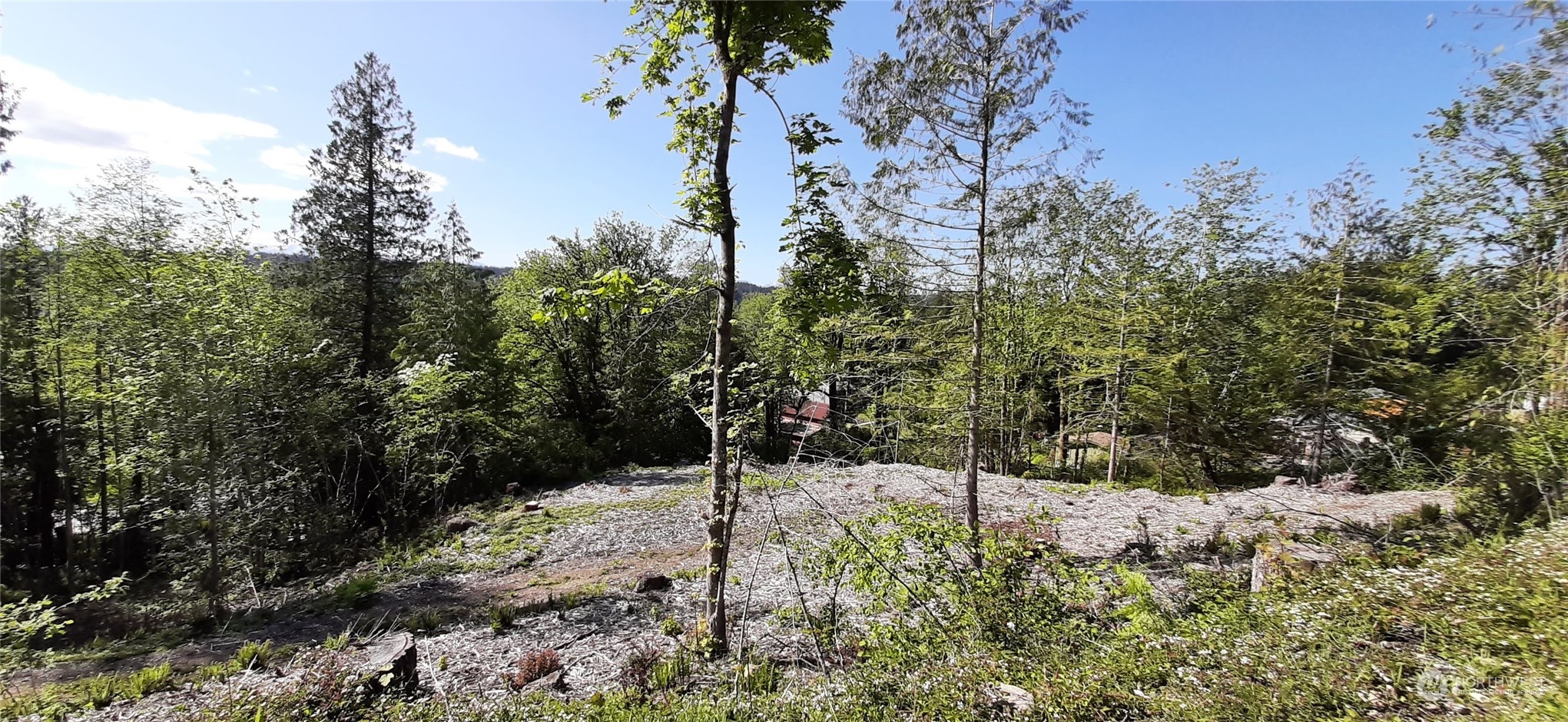 131 Northeast W J Way Belfair, WA 98528 - Photo 2 of 3 a view of a forest filled with trees