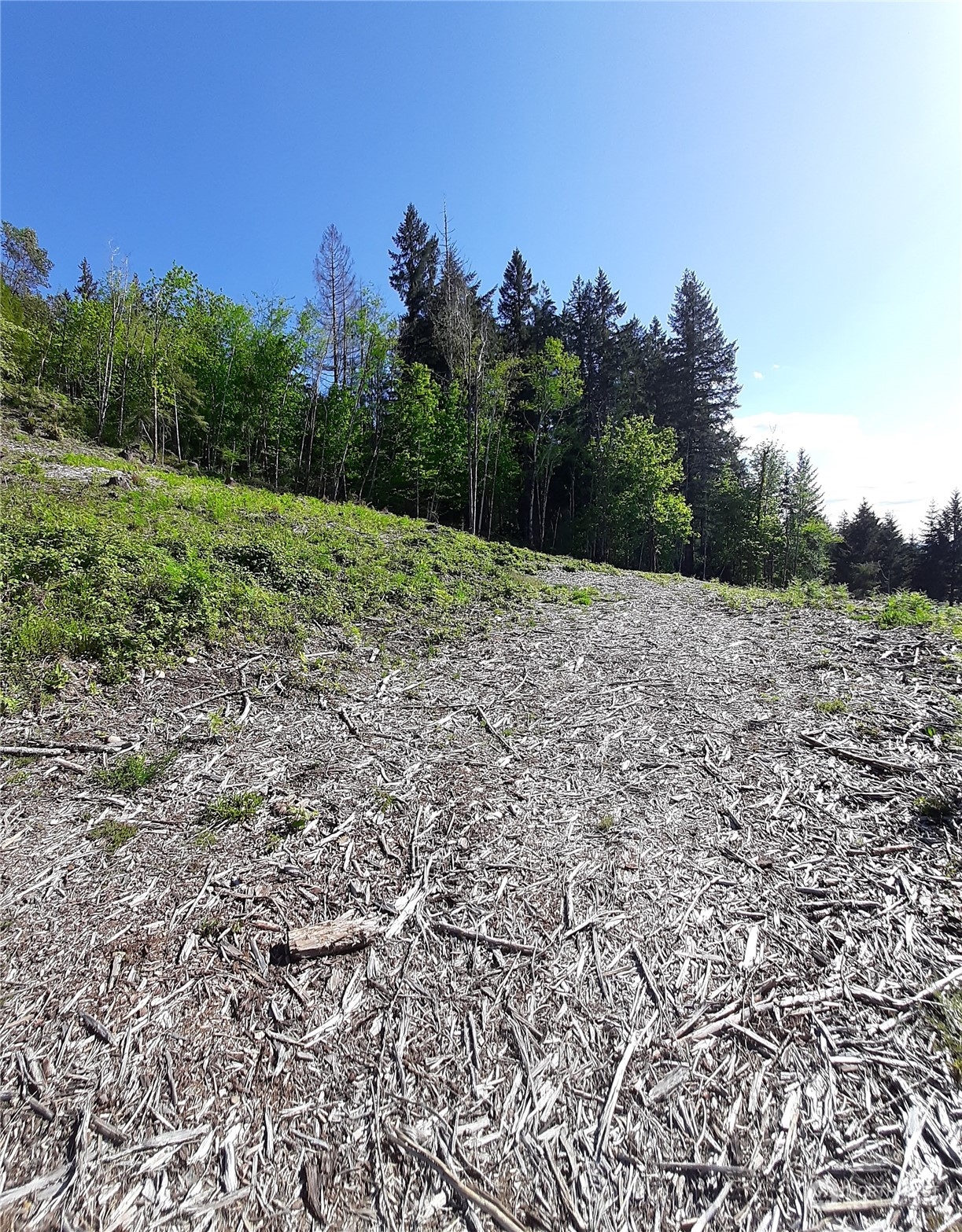 131 Northeast W J Way Belfair, WA 98528 - Photo 3 of 3 a view of a dry yard with trees in the background