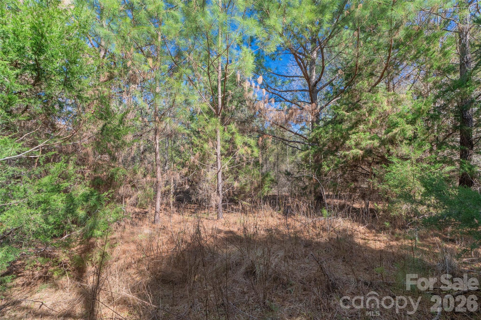 0 Cemetery Road, Unit 4 Fort Lawn, SC 29714 - Photo 11 of 23 a view of forest