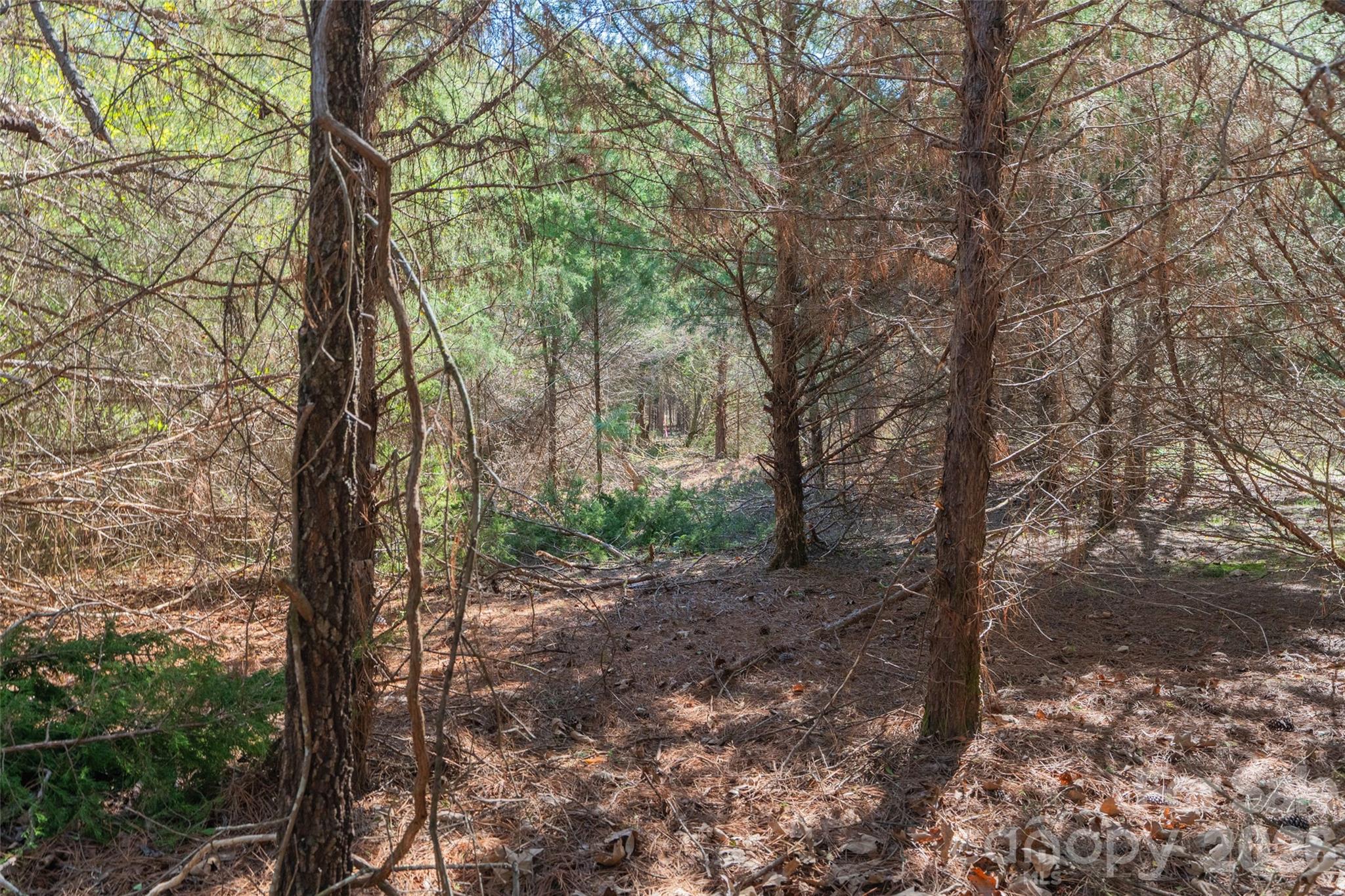0 Cemetery Road, Unit 4 Fort Lawn, SC 29714 - Photo 12 of 23 a view of a forest