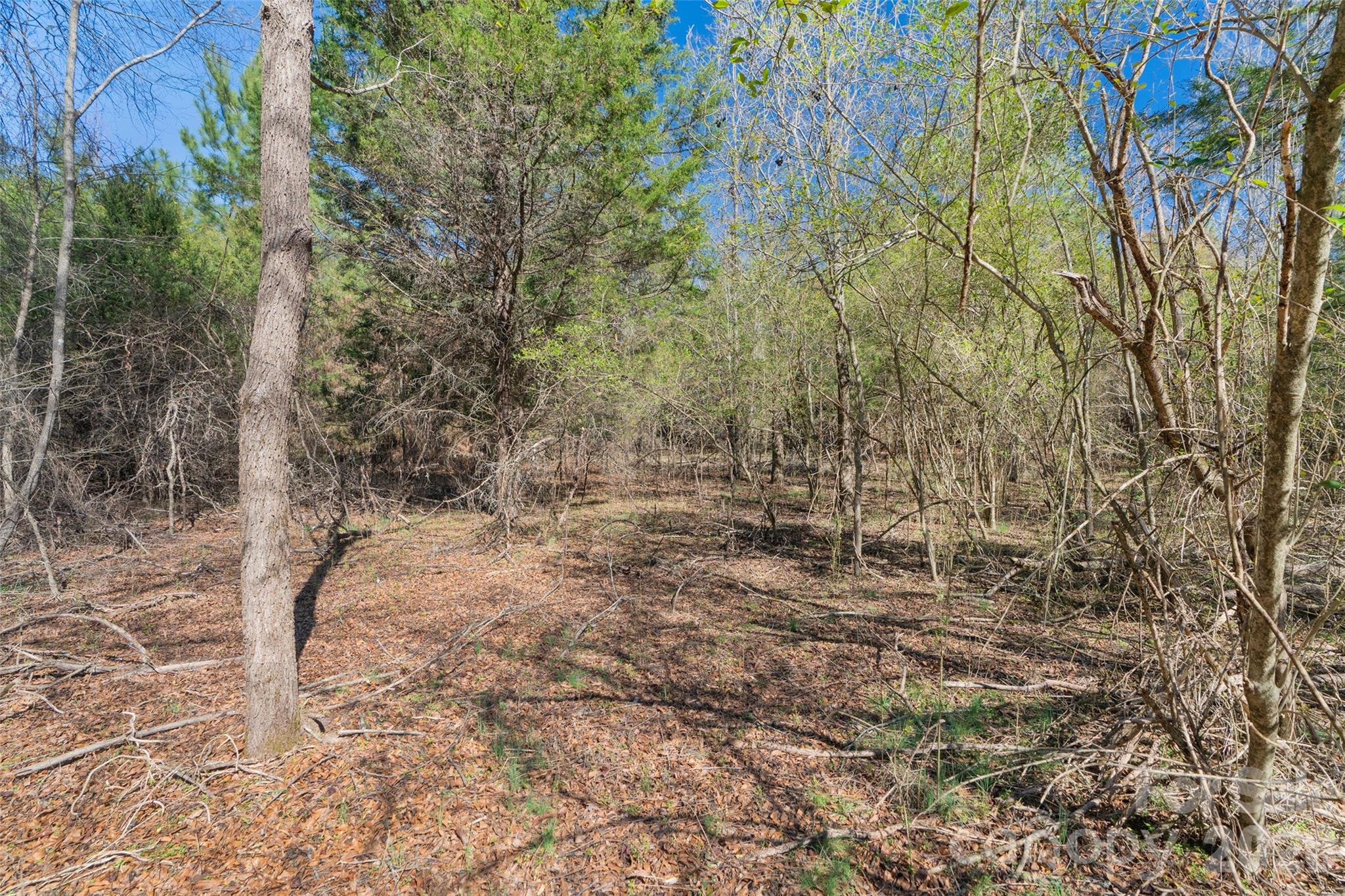 0 Cemetery Road, Unit 4 Fort Lawn, SC 29714 - Photo 14 of 23 a view of a yard with trees