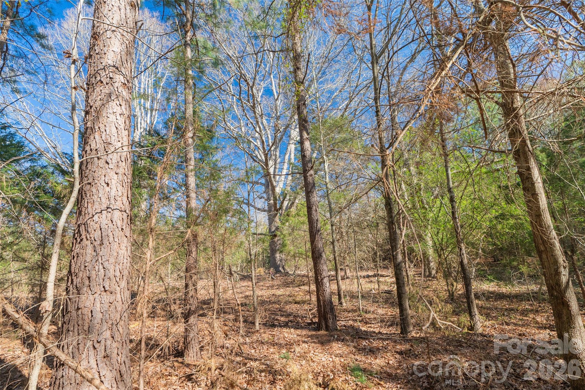 0 Cemetery Road, Unit 4 Fort Lawn, SC 29714 - Photo 16 of 23 a view of a forest filled with trees