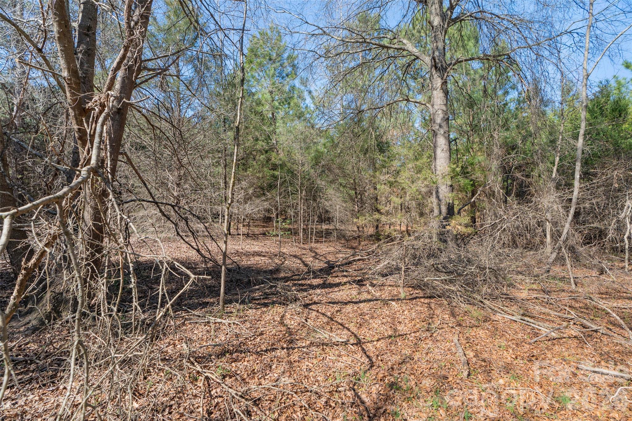 0 Cemetery Road, Unit 4 Fort Lawn, SC 29714 - Photo 18 of 23 a view of a yard with plants and trees