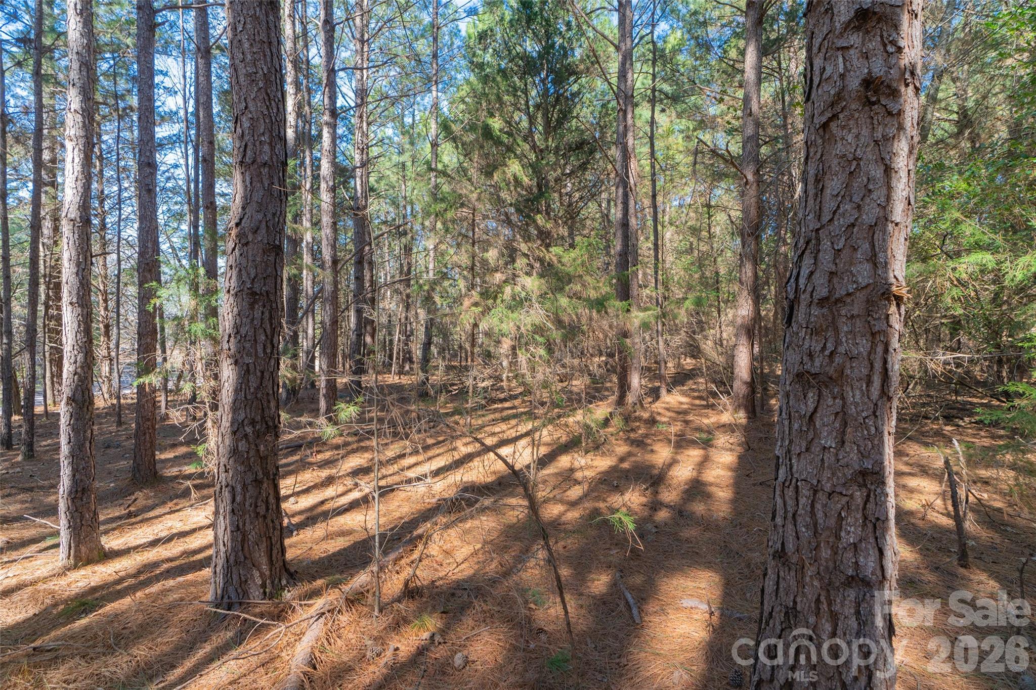 0 Cemetery Road, Unit 4 Fort Lawn, SC 29714 - Photo 23 of 23 a view of a forest