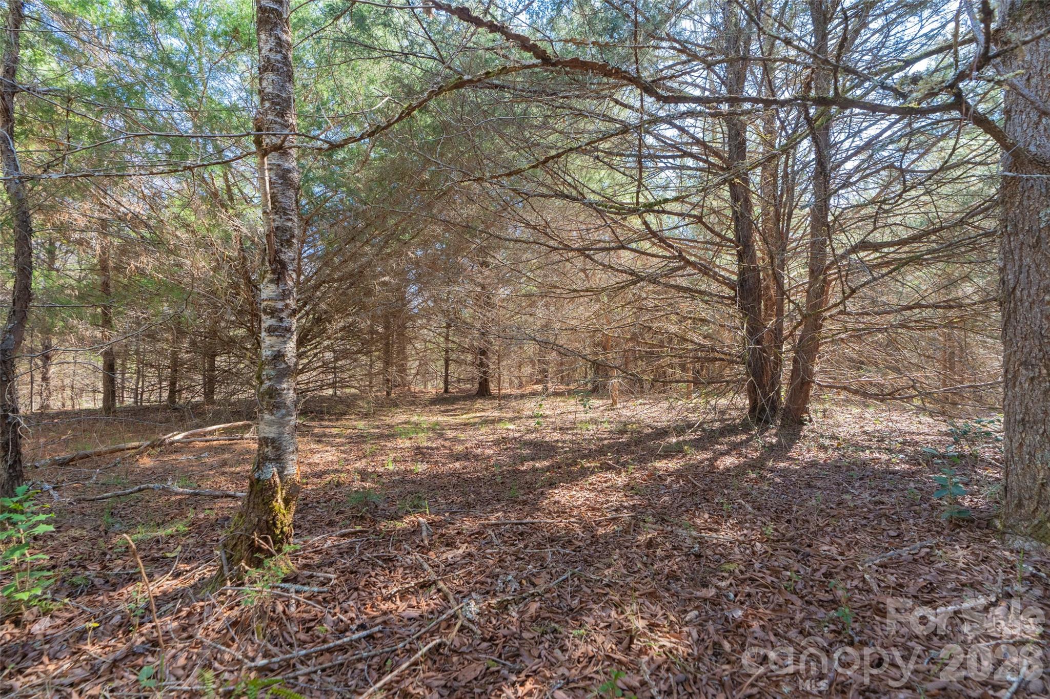 0 Cemetery Road, Unit 4 Fort Lawn, SC 29714 - Photo 9 of 23 a view of a yard with plants and trees