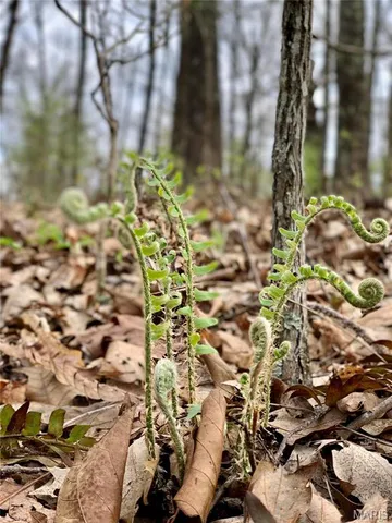 $245,000 | 0 Nn Highway, Eldridge, MO 65463