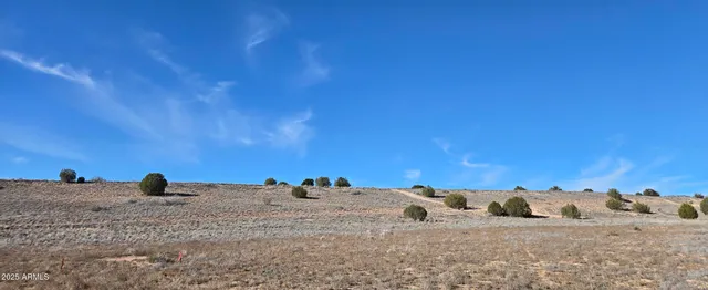 a view of a dry yard with trees