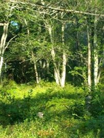 53 Roxy Cahoon Road Plymouth, MA 02360 - Photo 3 of 3
