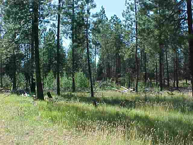 Xxx Brandon Road Chattaroy, WA 99003 - Photo 4 of 9