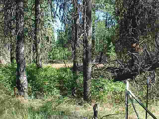 Xxx Brandon Road Chattaroy, WA 99003 - Photo 9 of 9