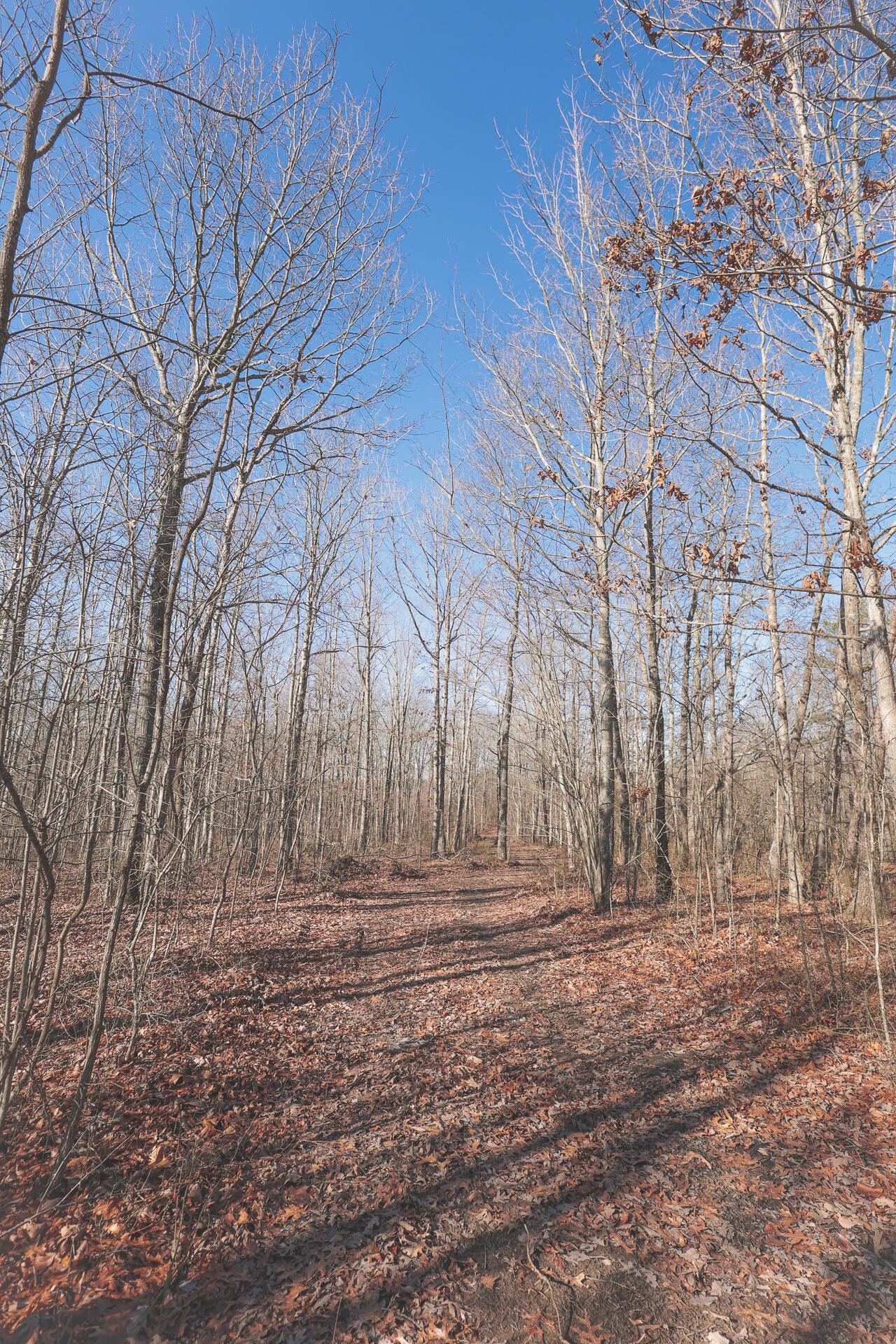 0 Palmer Firetower Road Whitwell, TN 37397 - Photo 40 of 49 Gallery Image 40