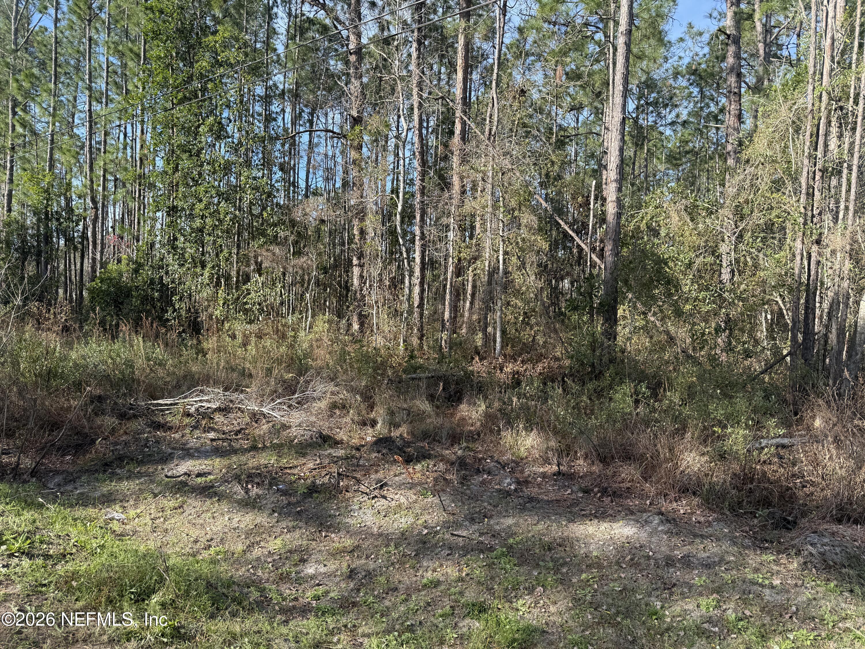 0 Wolf Trail Middleburg, FL 32068 - Photo 1 of 1 a view of a forest with trees