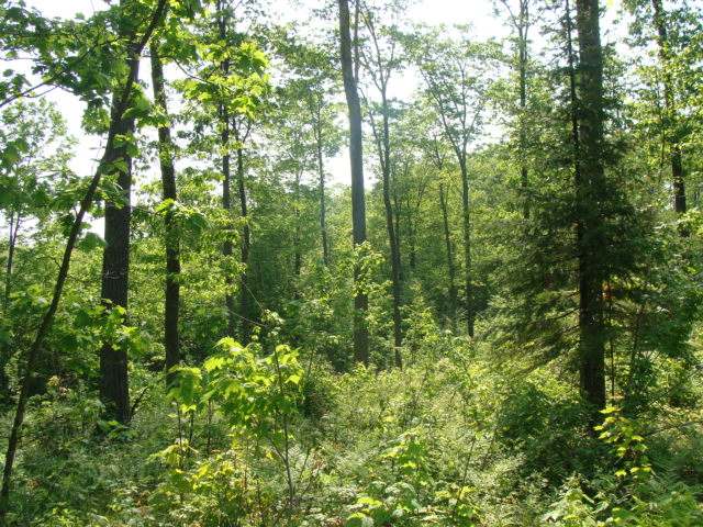 Sw80-off Sand Lake Road Harshaw, WI 54529 - Photo 5 of 9 Gallery Image 5