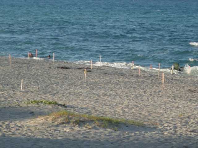 1475 Via Cameron Jupiter, FL 33477 - Photo 34 of 39 Turtle nests