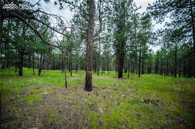12511 Goodson Road Colorado Springs, CO 80908 - Photo 10 of 17