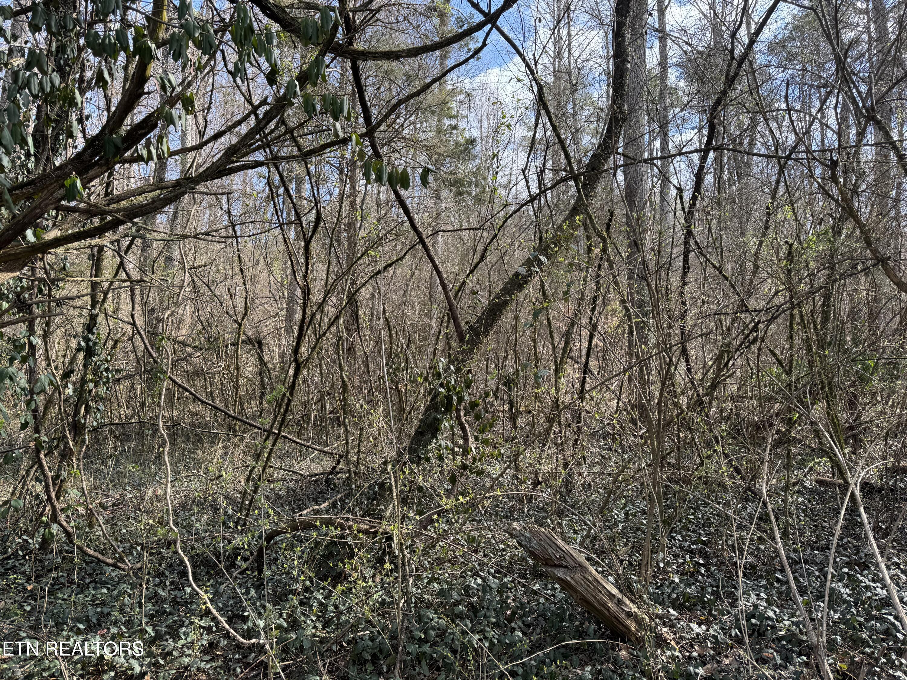 918 McCubbins Road Strawberry Plains, TN 37871 - Photo 7 of 7 IMG_8940