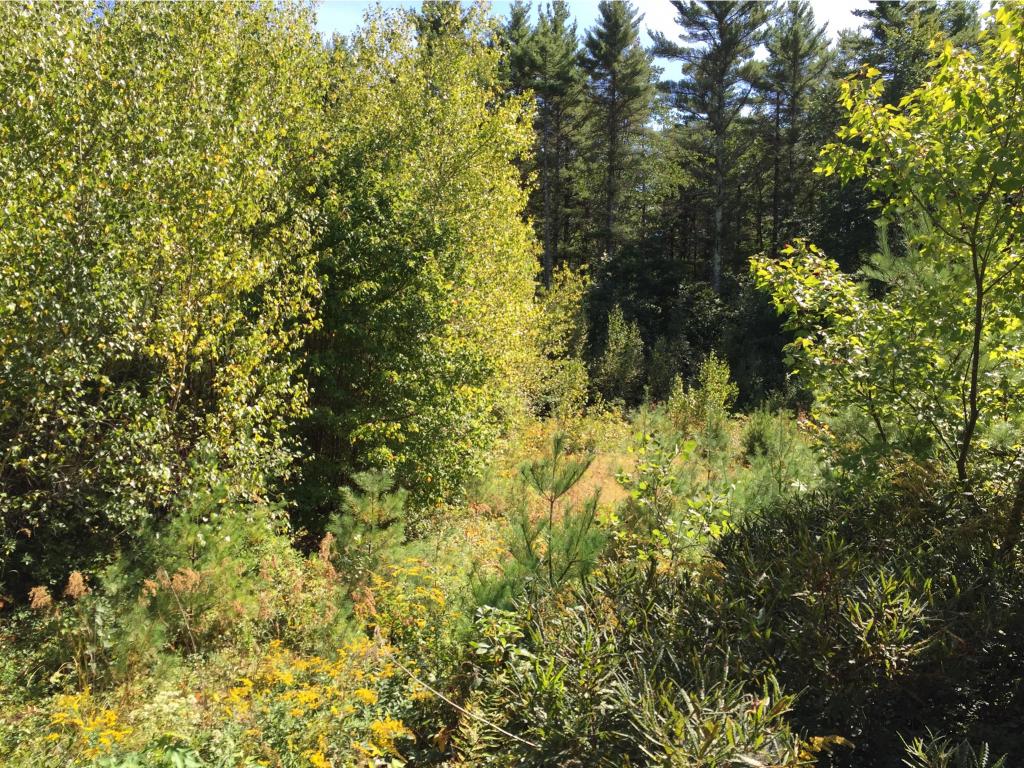 64 Old Bennington Road Greenfield, NH 03047 - Photo 10 of 10