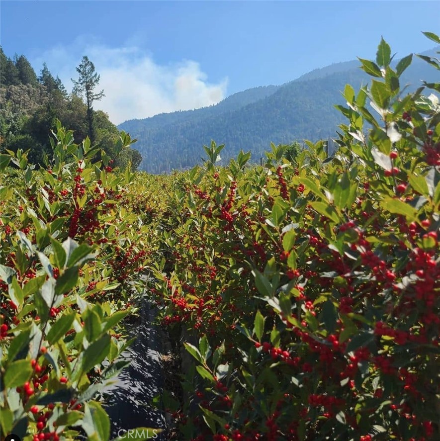 2172 Patterson Road Willow Creek, CA 95573 - Photo 3 of 3 a view of a tree with a flower