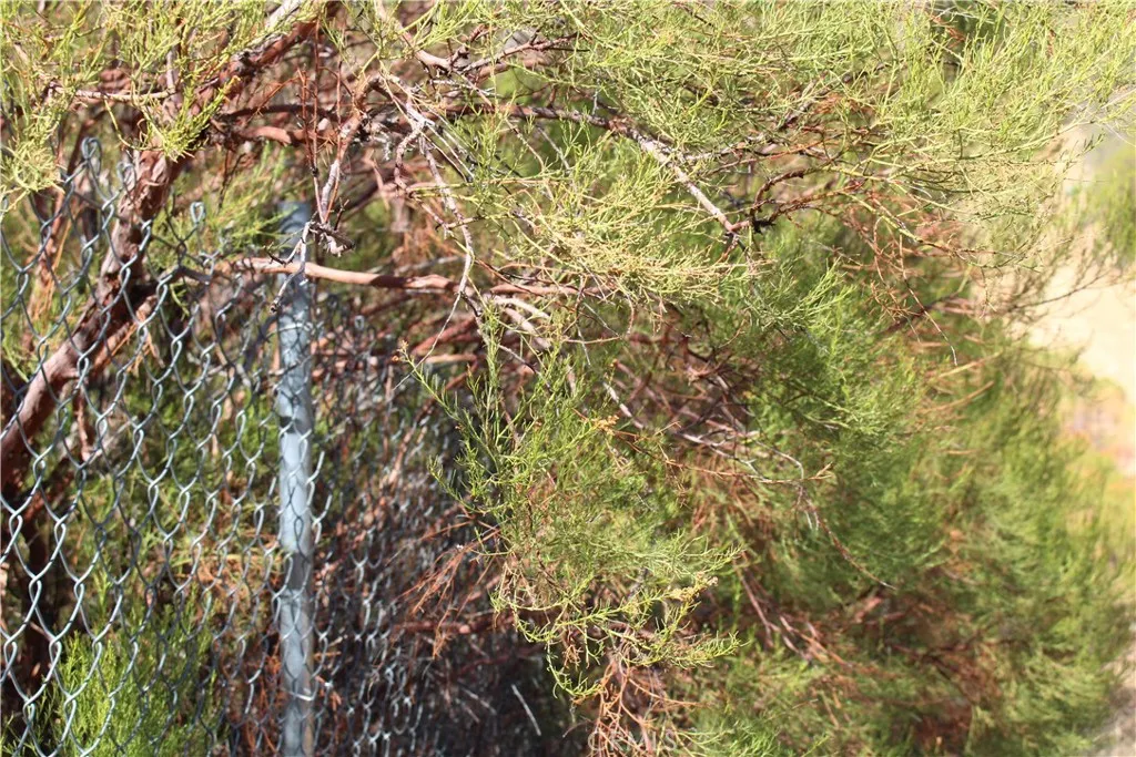52 Trails End Lane Anza, CA 92539 - Photo 9 of 18 a view of a yard with a tree