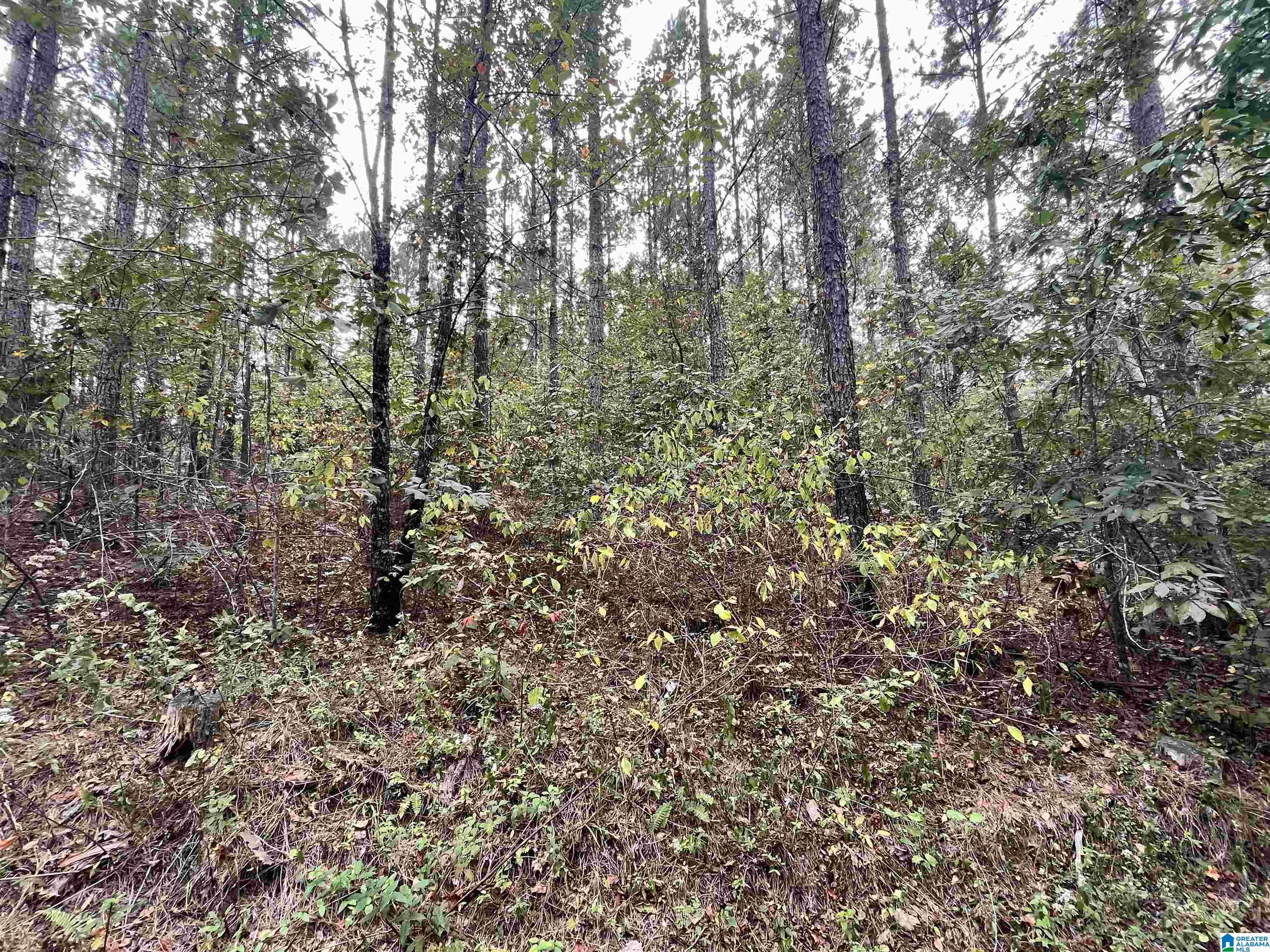 565 Sweet Apple Road, Unit TRACT 7 Cropwell, AL 35054 - Photo 6 of 9 Gallery Image 6