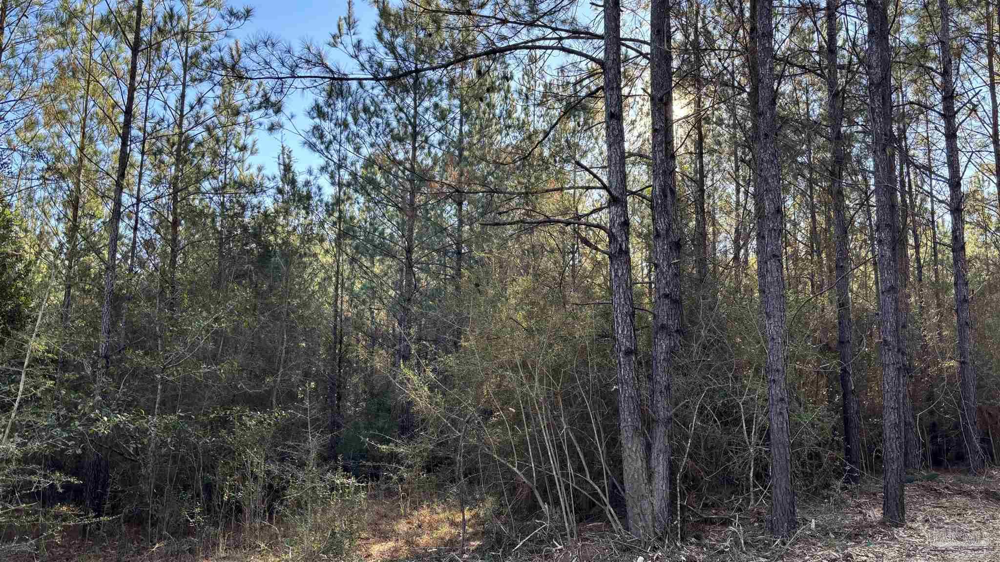 Lot 71 Straw Bridge Road Jay, FL 32565 - Photo 3 of 3