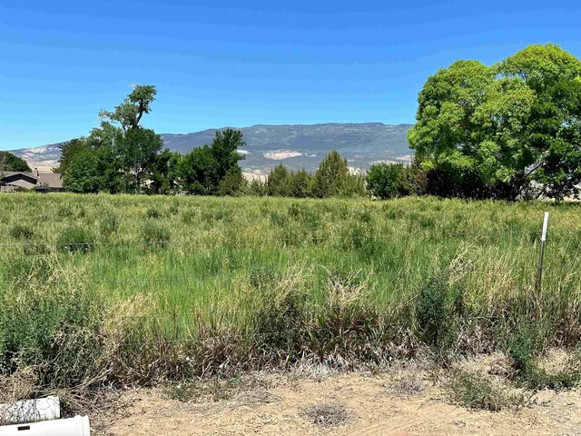 a view of a lush green space