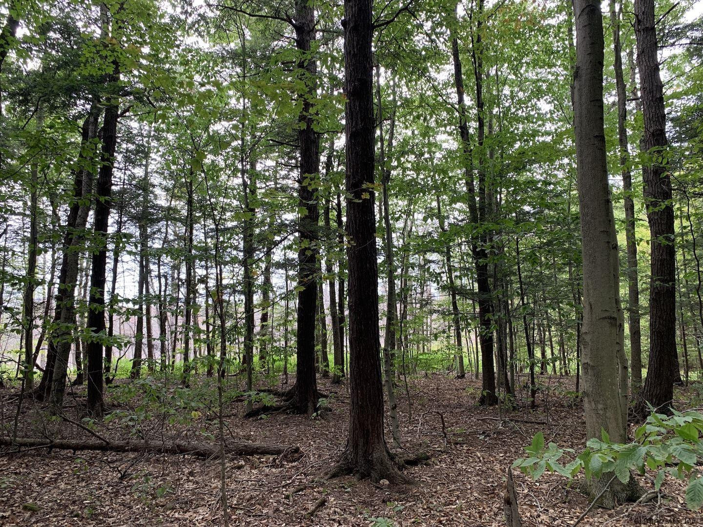 5707 Gardner Road Guilderland, NY 12009 - Photo 3 of 8 Photo 3