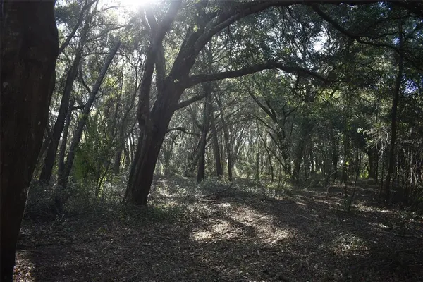 a view of river covered with trees