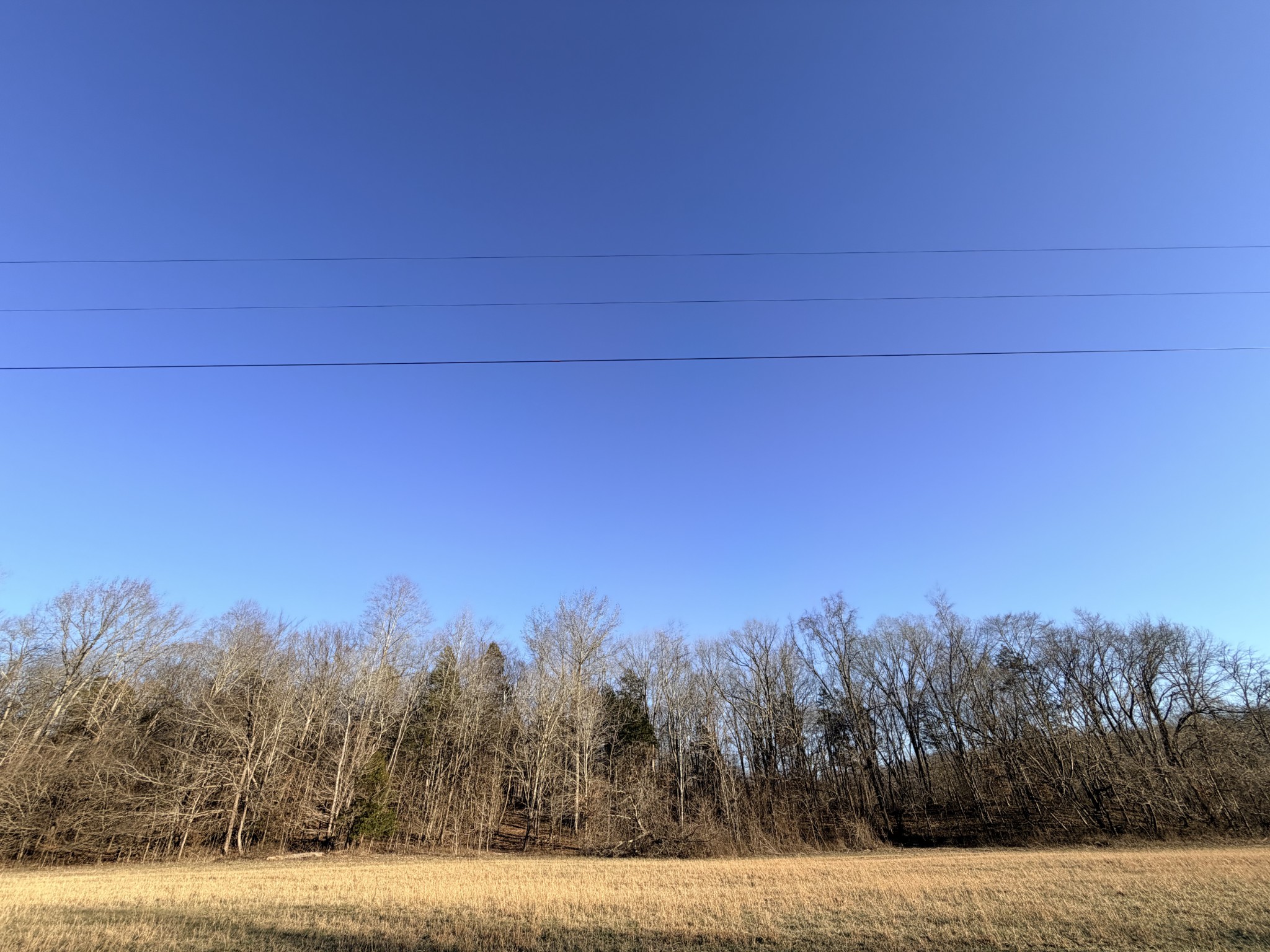 12 John Ross Hollow Road Erin, TN 37061 - Photo 19 of 37 a view of a yard