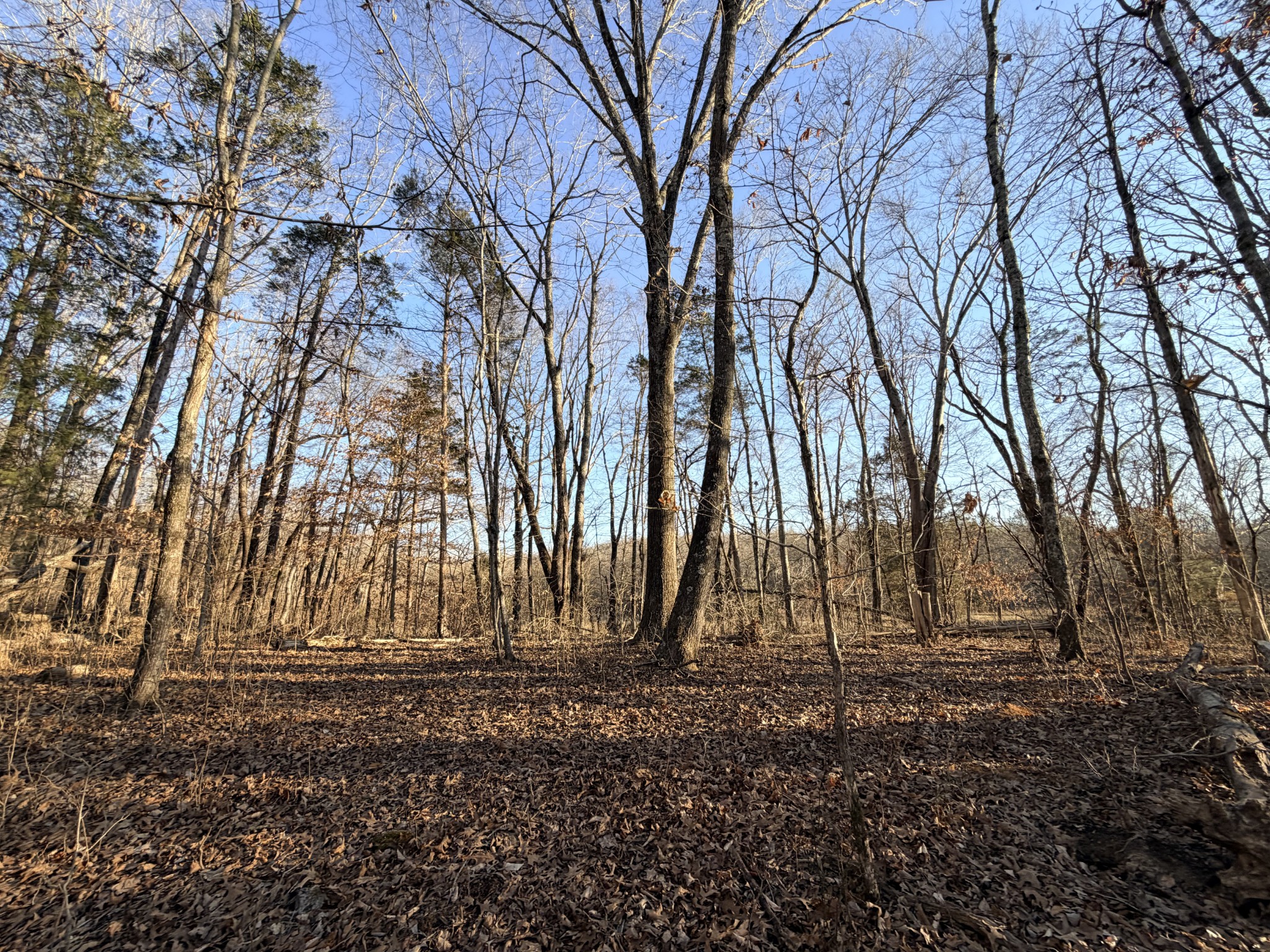 12 John Ross Hollow Road Erin, TN 37061 - Photo 21 of 37 a view of backyard space