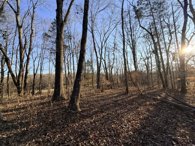 a view of yard with trees
