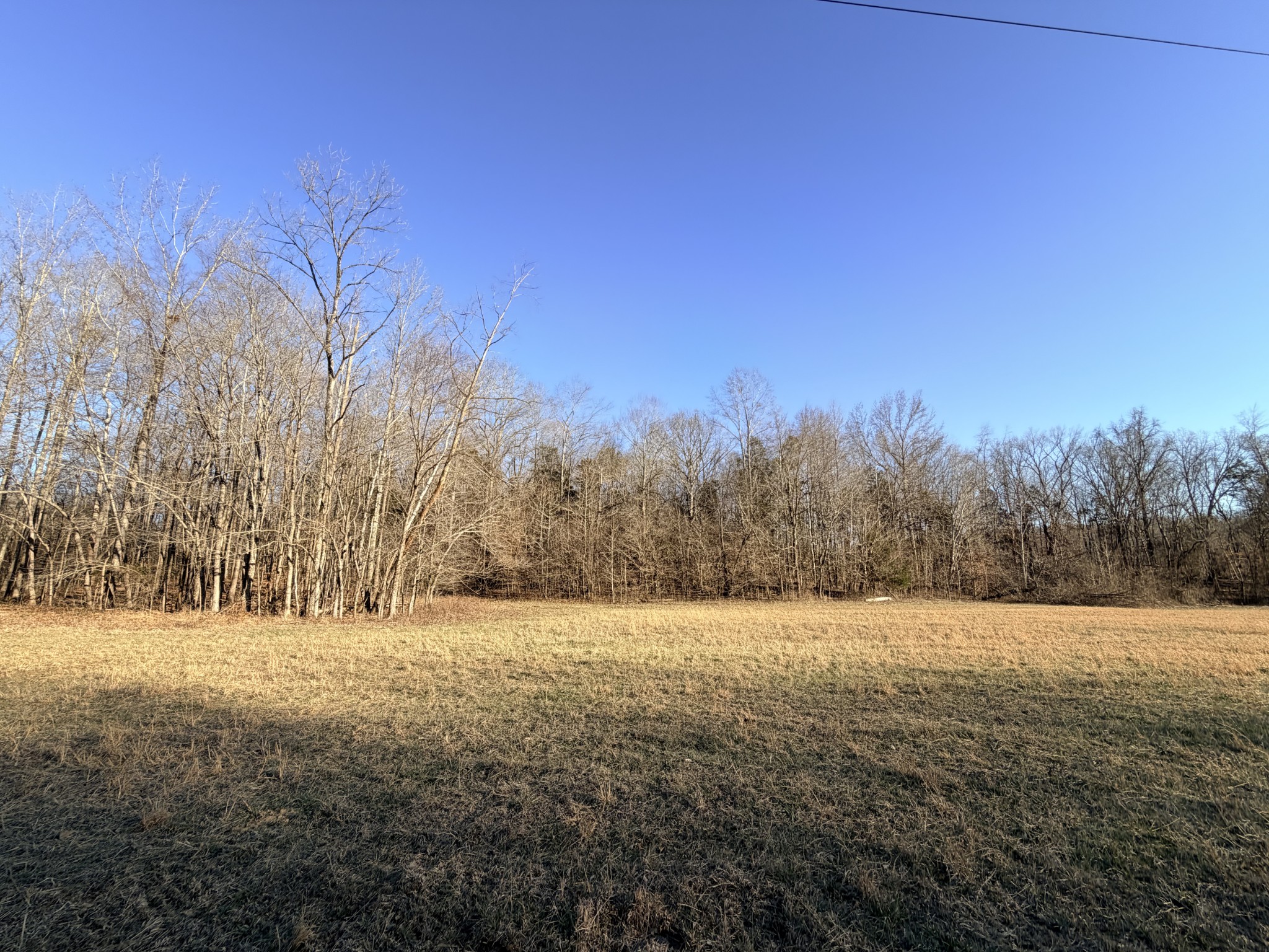 12 John Ross Hollow Road Erin, TN 37061 - Photo 27 of 37 a view of yard with trees