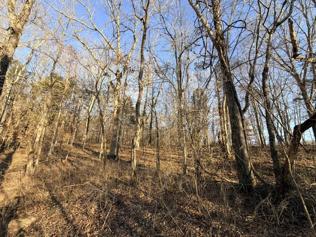 a view of a yard with trees
